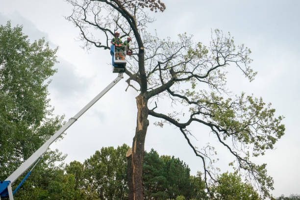 Best Hazardous Tree Removal  in Alton, IA