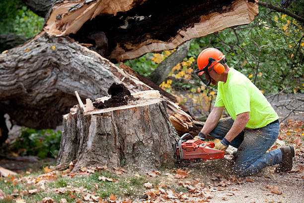 Best Tree Trimming and Pruning  in Alton, IA