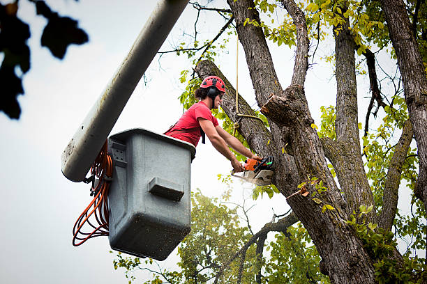 Best Palm Tree Trimming  in Alton, IA